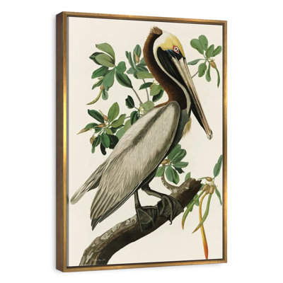 Pélican Audubon