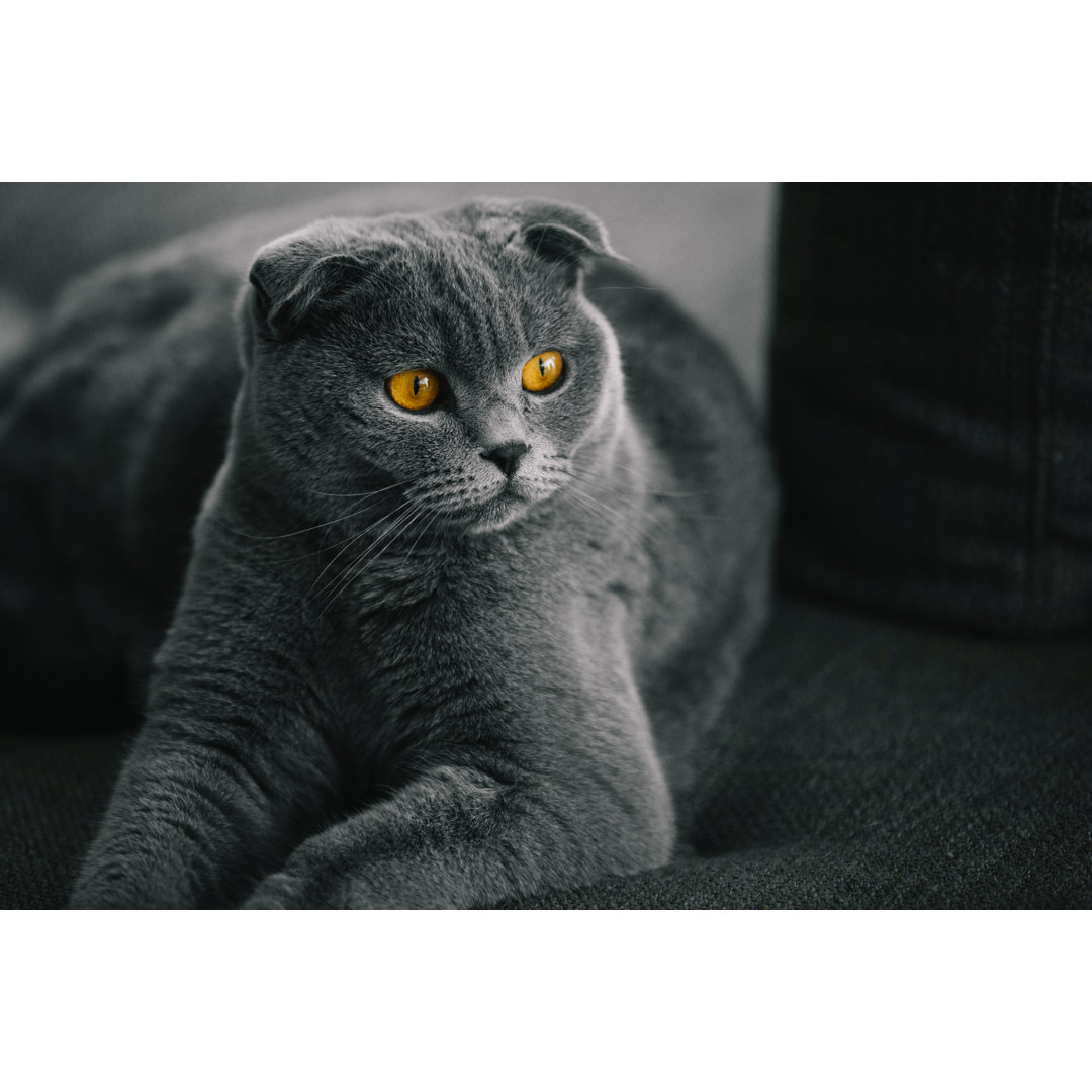 Scottish Fold Katze von Muratkoc - Druck auf Leinwand ohne Rahmen