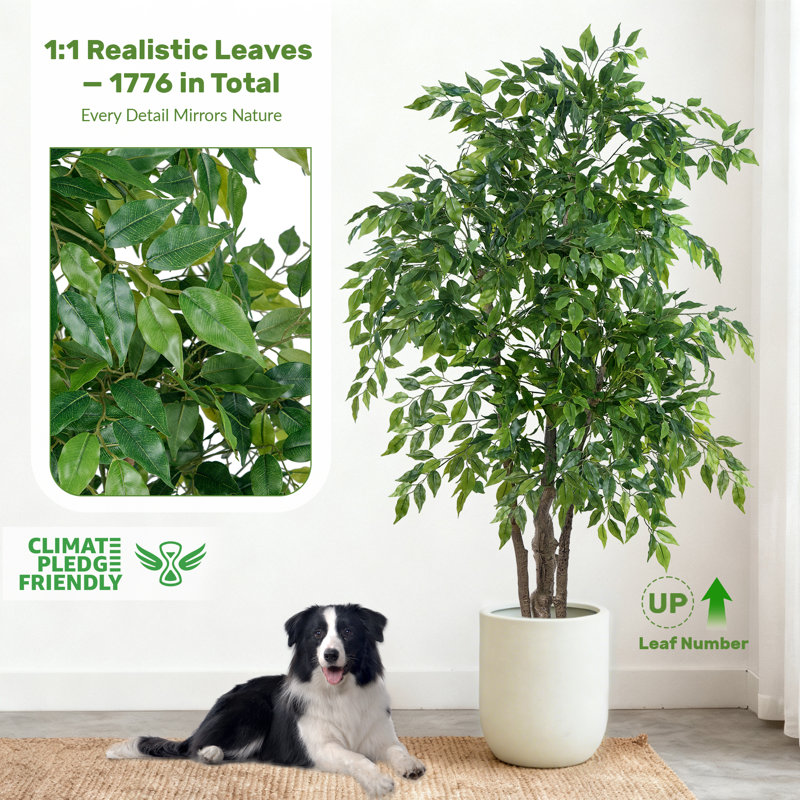 Birch Lane Ficus Tree - Thumbnail 2