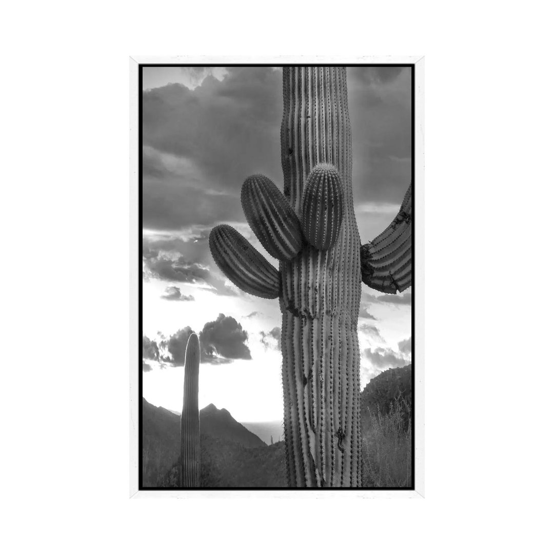 Saguaro Kakteen, Tucson Mountains, Arizona von Tim Fitzharris - Galerie-verpackte Leinwand Giclée auf Leinwand