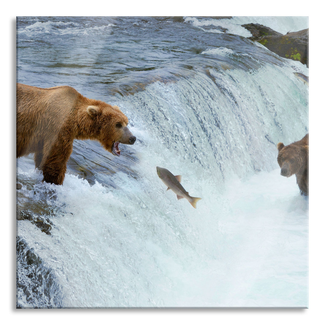 Glasbild Bären fangen Lachs