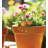Pot Hugger Set/3 - Cat