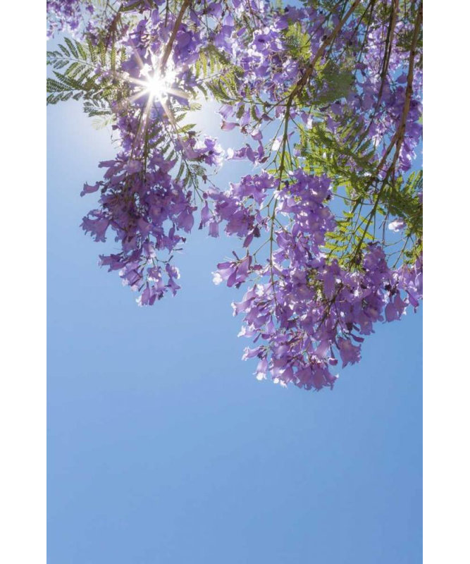 «Latitude Run® Mahan, Kathy», art sur toile tendue: Jacaranda Tree I