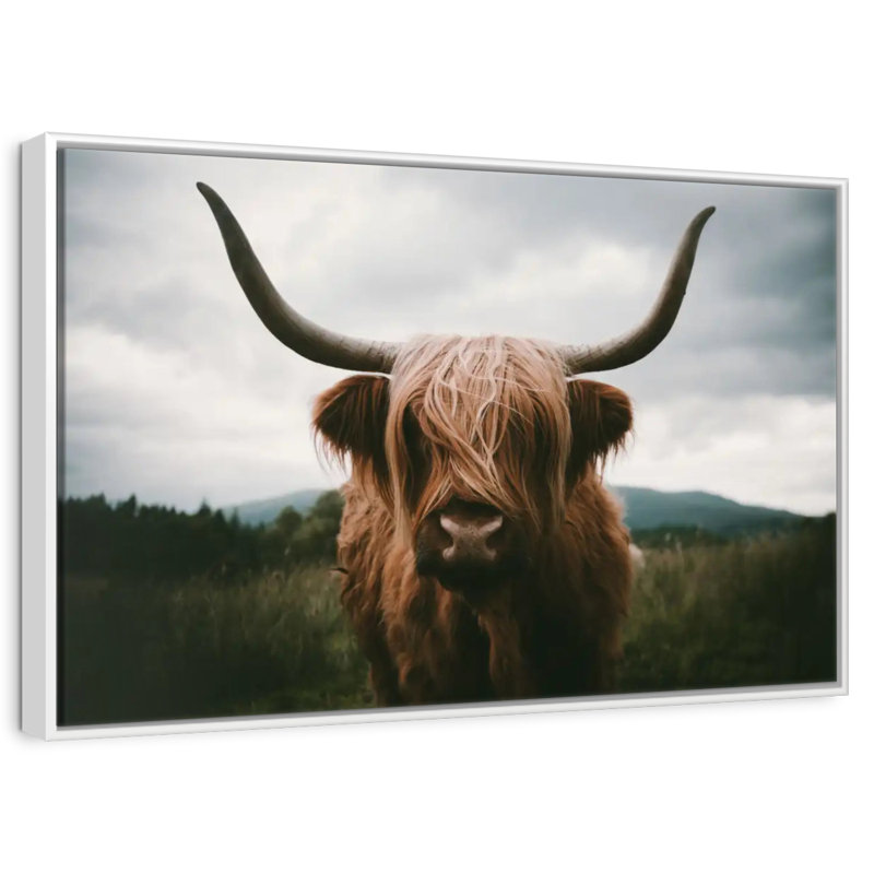 Vache Highland Open Field, Cadre flottant blanc, 13 po x 9 po