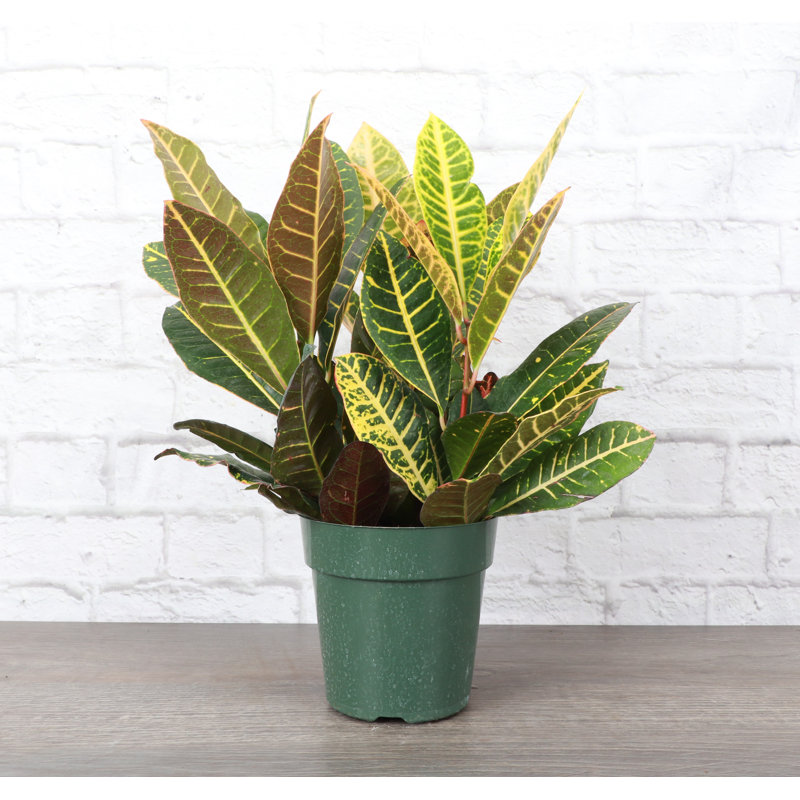 Live Petra Croton Plant, 10" H x 6" W x 6" D