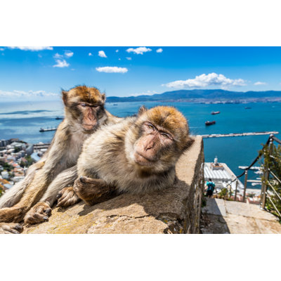 Macaques In Gibraltar by Timothy Knox - Wrapped Canvas Print