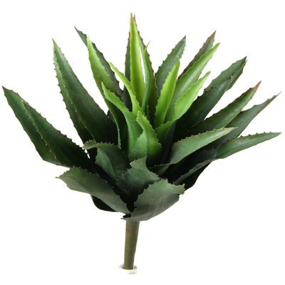 Succulent Plant