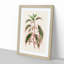 Rose Mallow Plant by Benjamin Fawcett - Picture Frame Painting Print-55762871-55762872