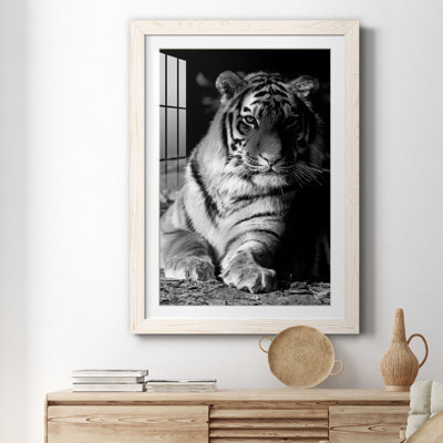 " Tiger Repose "
