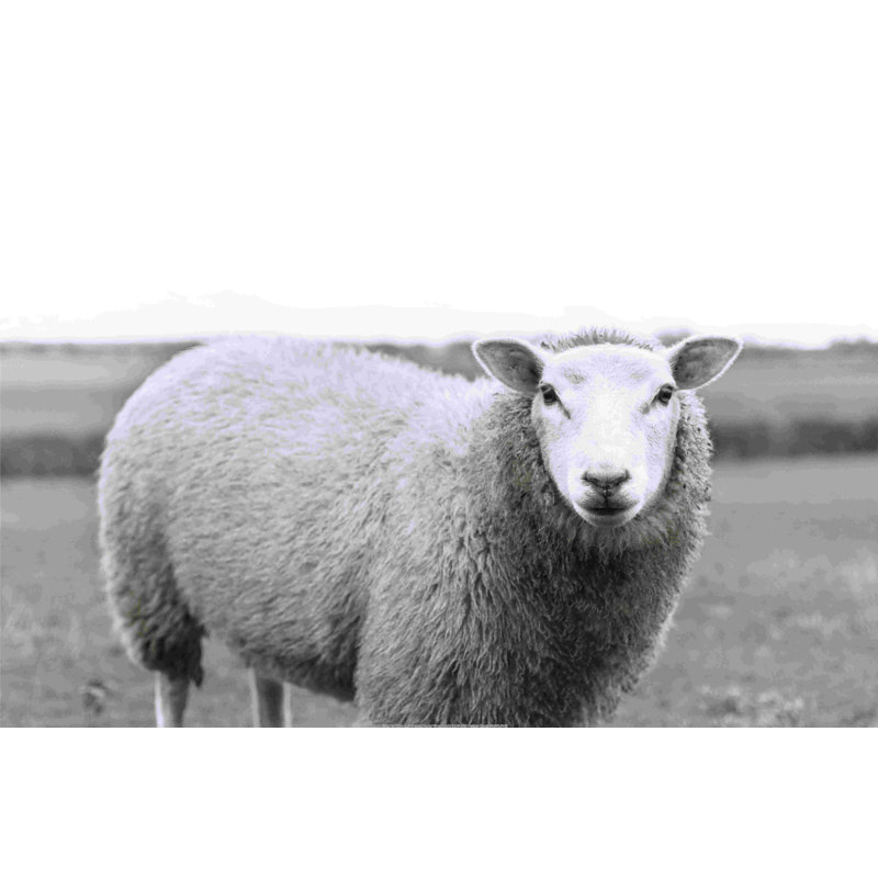 Gros plan sur un mouton noir et blanc, H 24 po x l 36 po