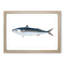 Mackerel Fish by Edward Donovan - Picture Frame Painting Print-55577214-55577213