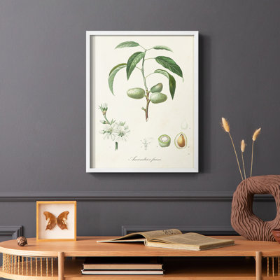 Antique Ammond Botanical I, reproduction encadrée - bois massif