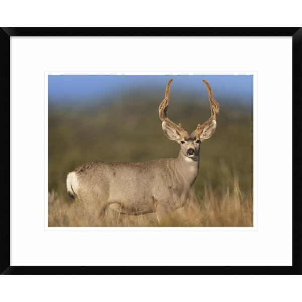 Global Gallery Mule Deer Male Framed On Paper Print | Wayfair