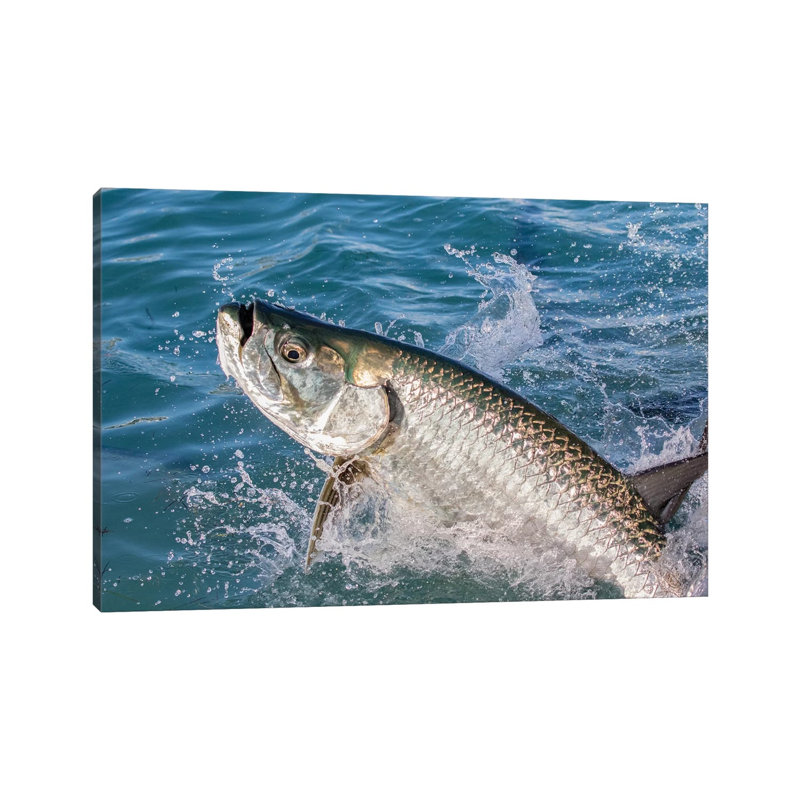 Florida Keys Tarpon by Eric Fisher - Wrapped Canvas Gallery-Wrapped Canvas Giclée, 30.48 cm H x 45.72 cm W