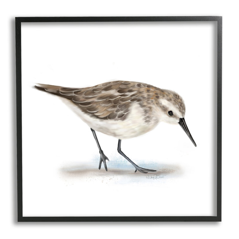 Charmant bécasseau sur un sable doux, oiseau nautique brun - impression, H 17 po x l 17 po, Giclée encadrée noir minuit