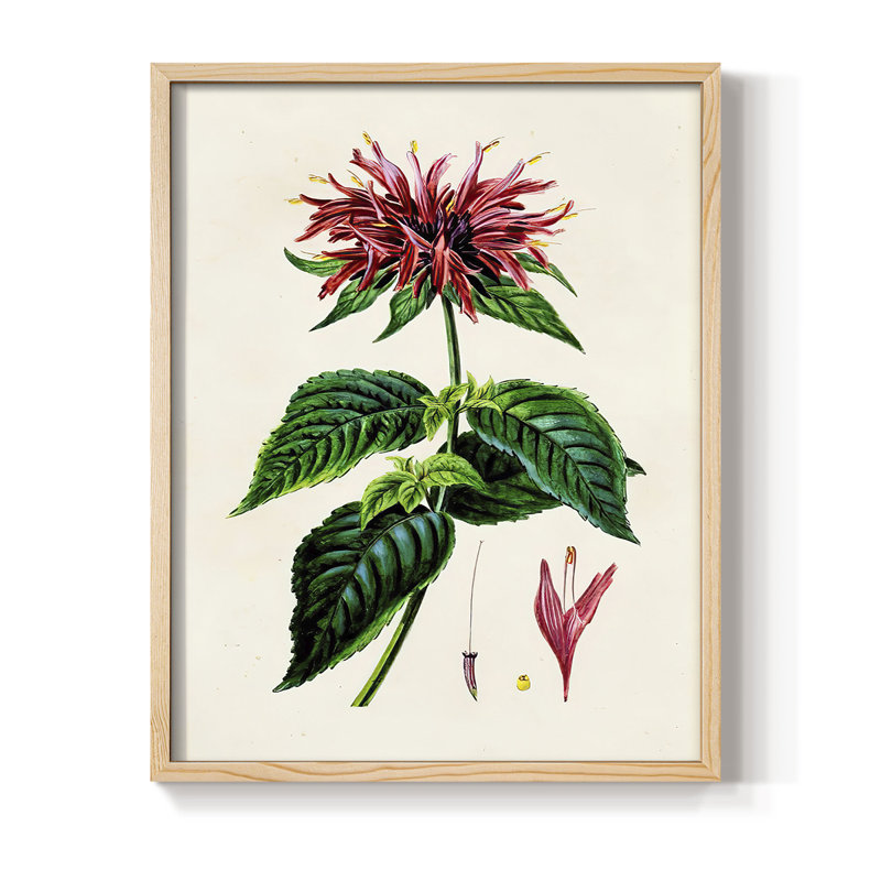 AntiqueFloralFolioI Framed Print - Solid Wood