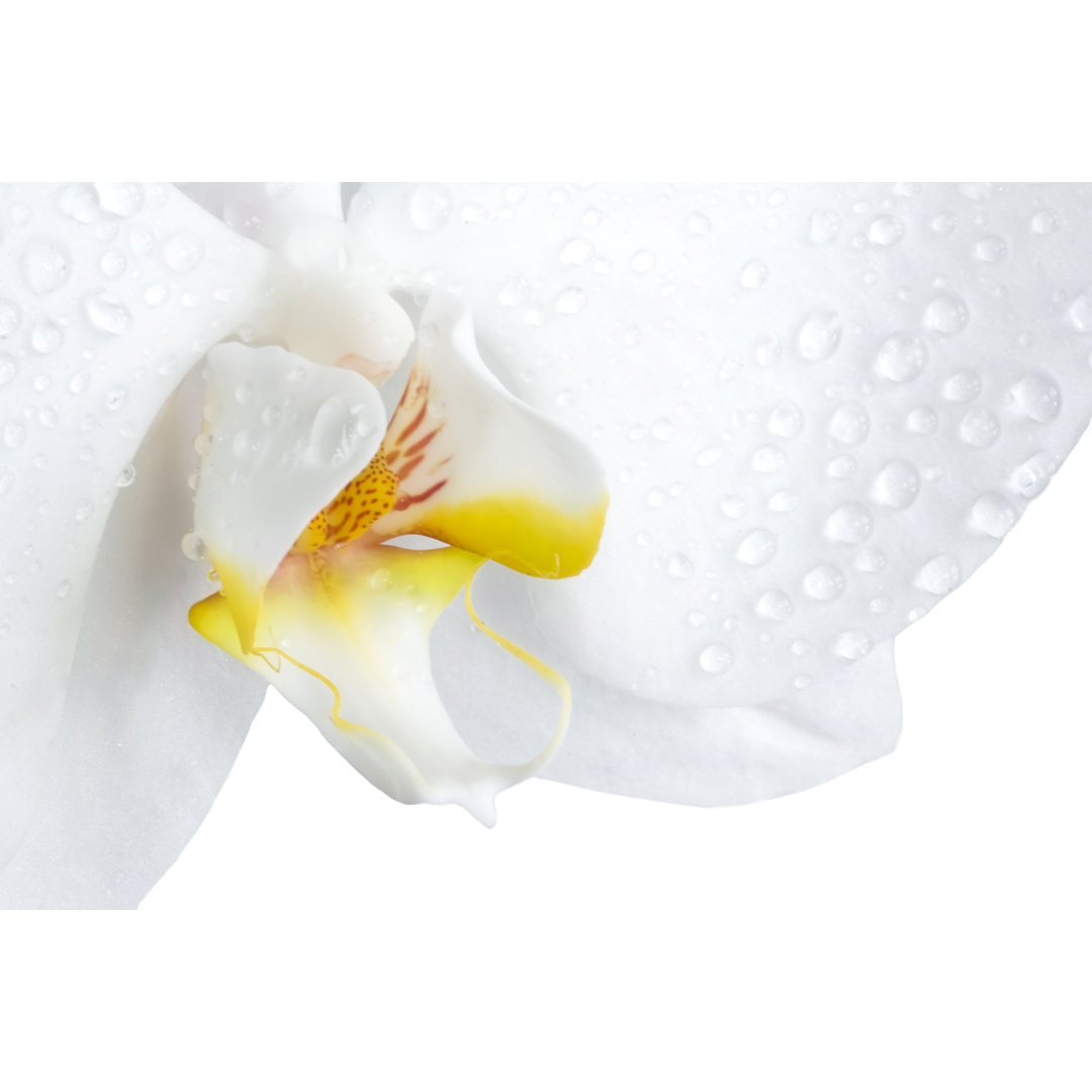 Closeup Of A Phalaenopsis Orchid von Missing35mm - Leinwandbilder