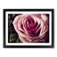 An Exceptional Rose Flower - Framed Print-758606175-758606172