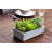 Succulent Garden with Concrete Planter