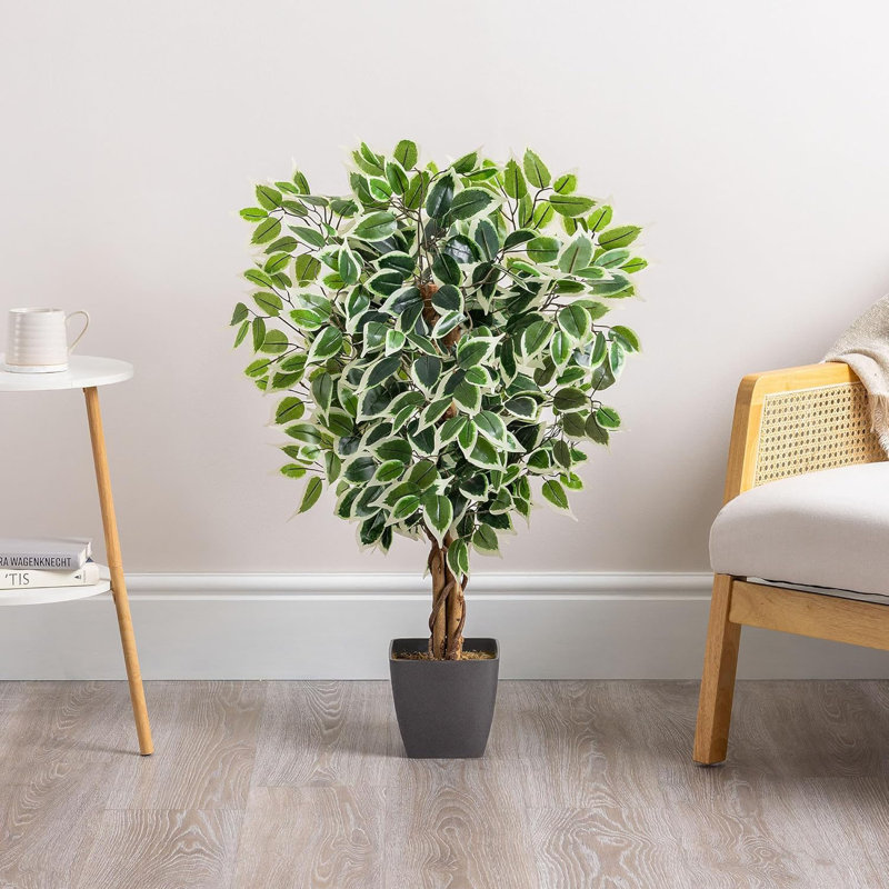 90cm Plant