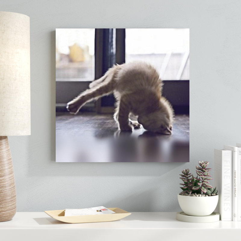 Cat Yoga X, H 20 po x l 20 po