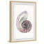 « usuelle shell », reproduction de peinture à l’aquarelle encadrée-27007719