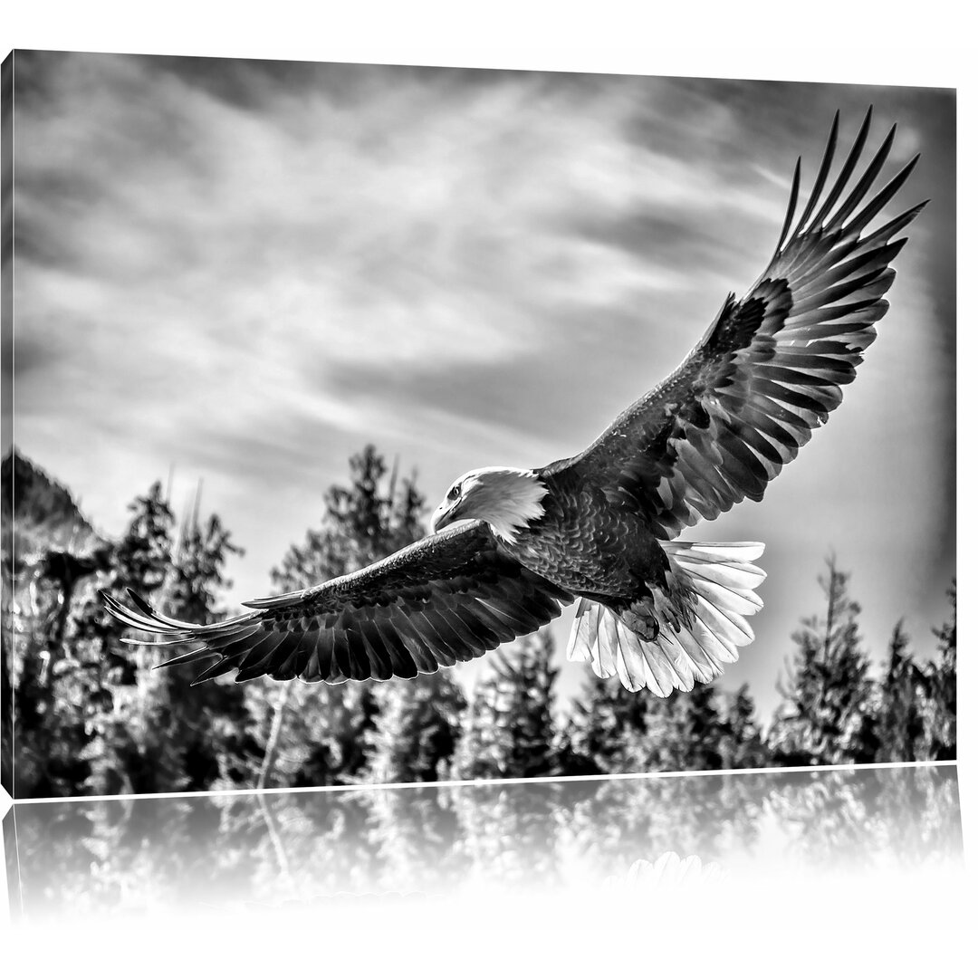 Leinwandbild Adler in Monochrom