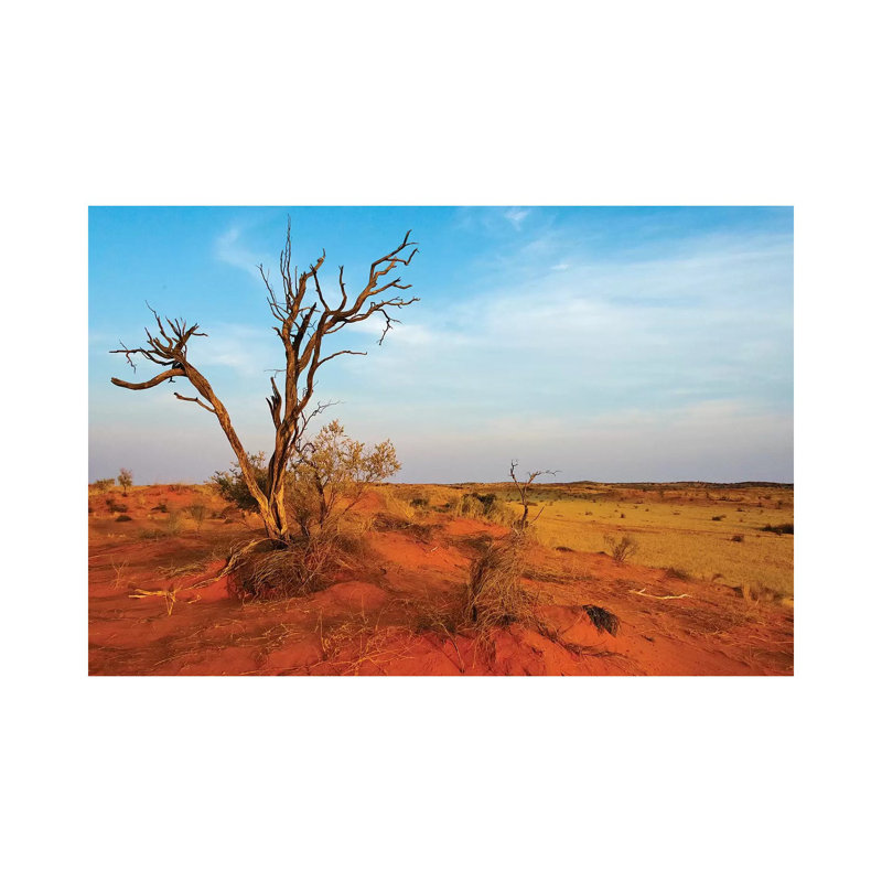 Dead Tree On Red Sand Desert, Kgalagadi Transfrontier Park, South Africa by Keren Su - Wrapped Canvas Gallery-Wrapped Canvas Giclée