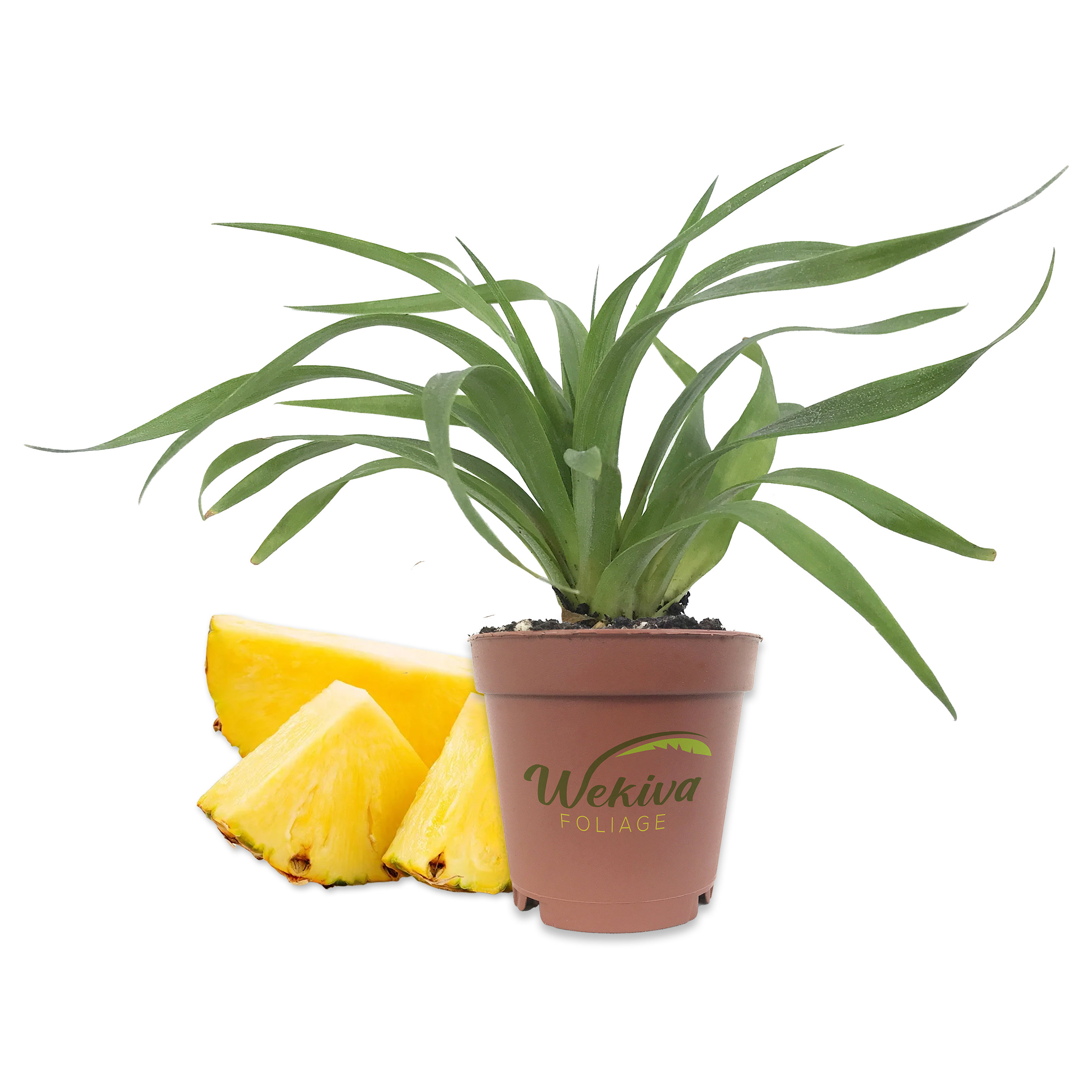 Wekiva Foliage LLC Florida Special Pineapple Plant 3 Live Starter
