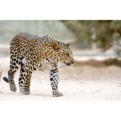 Leopard by Skynesher