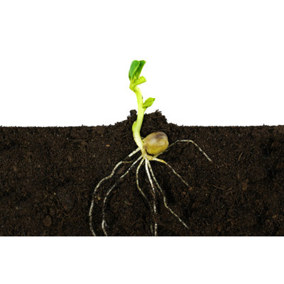 " Growing Sprout Plant "