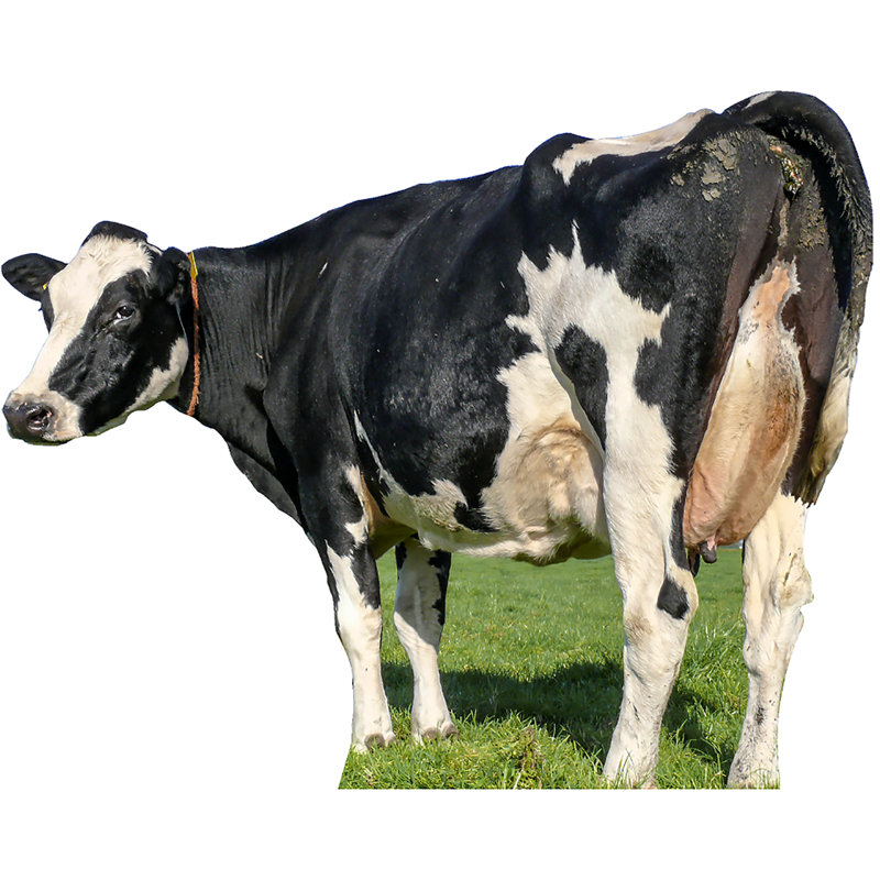 Vache arrière de la vache