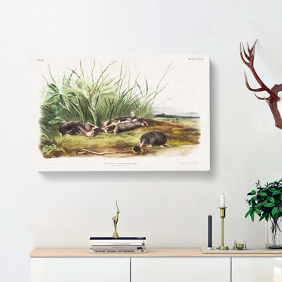 Shrew Mole by J.W. Audubon - Wrapped Canvas