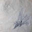 Gogia fossile. Cambrian. Marjum Formation, Utah