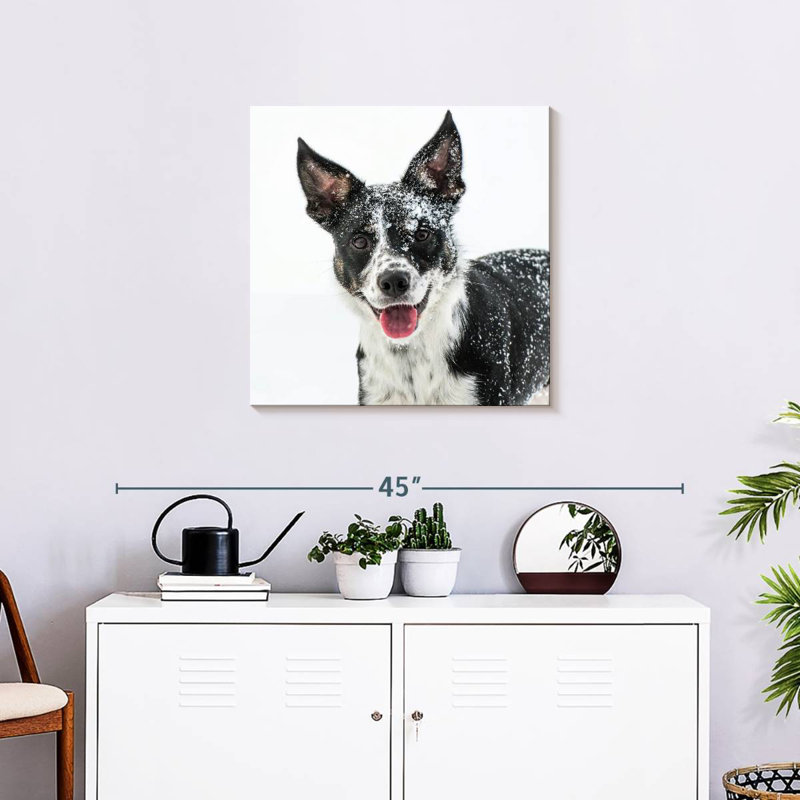 Brampt Snow Covered Border Collie, 24" H x 24" W