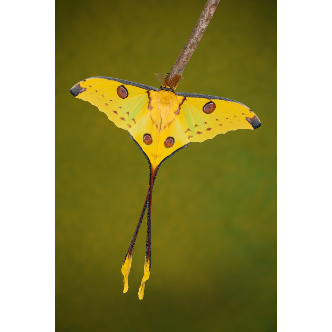 Comet Moth by Faunuslsd - Druck