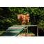 Promenade pour chien Pollitt