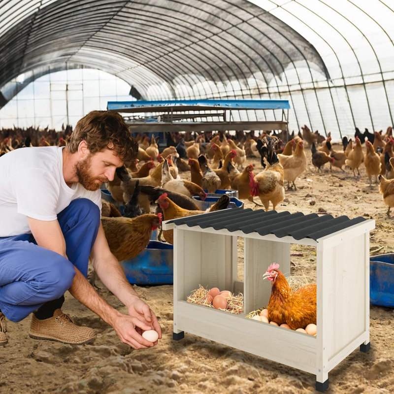 Boîte de nidification de poulet à 2 trous avec toit ondulé en PVC, environnement de ponte et de ponte sécuritaire, pour ferme et manoir, facile à assembler