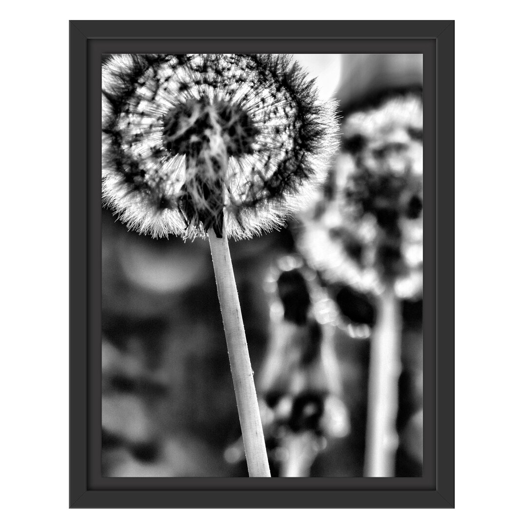 Gerahmtes Wandbild Pusteblume