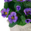8 plantes