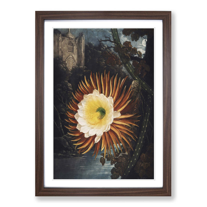 Blooming Cacti by R.J. Thornton - Picture Frame Painting Print, 36cm H x 27cm W x 2cm D, Walnut Framed