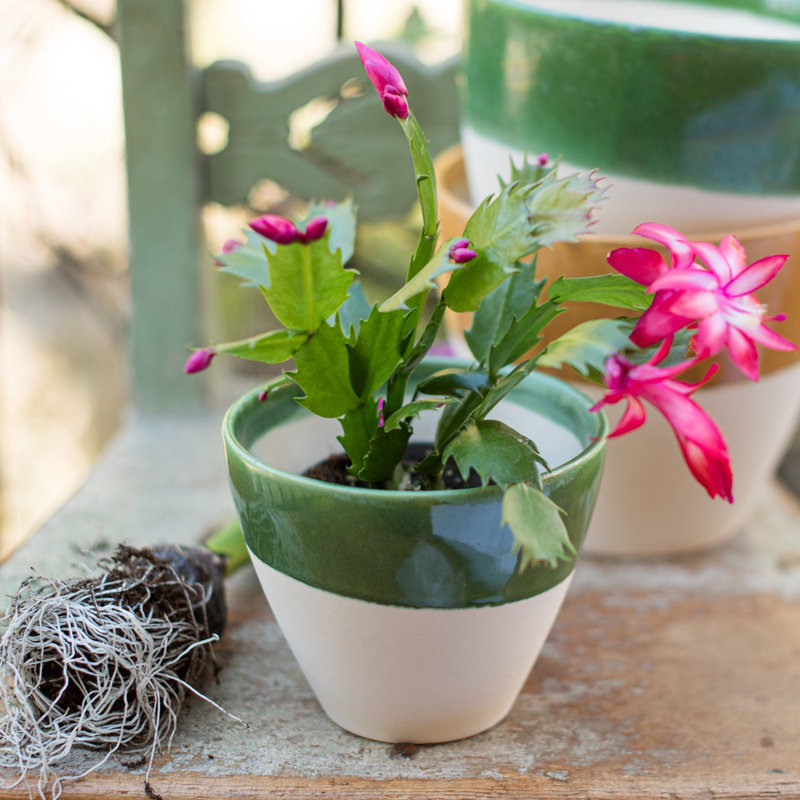 Viva Handmade Planter, 4.5" H x 6" W x 6" D, Green
