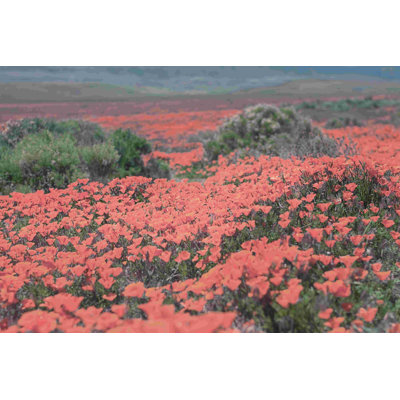 California Blooms II