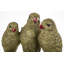 Laputz Animals Decorative Object