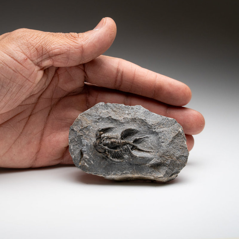 Kolihapeltis Chlupaci Trilobite From Djebel Oufaten, Morocco (154.5 Grams)