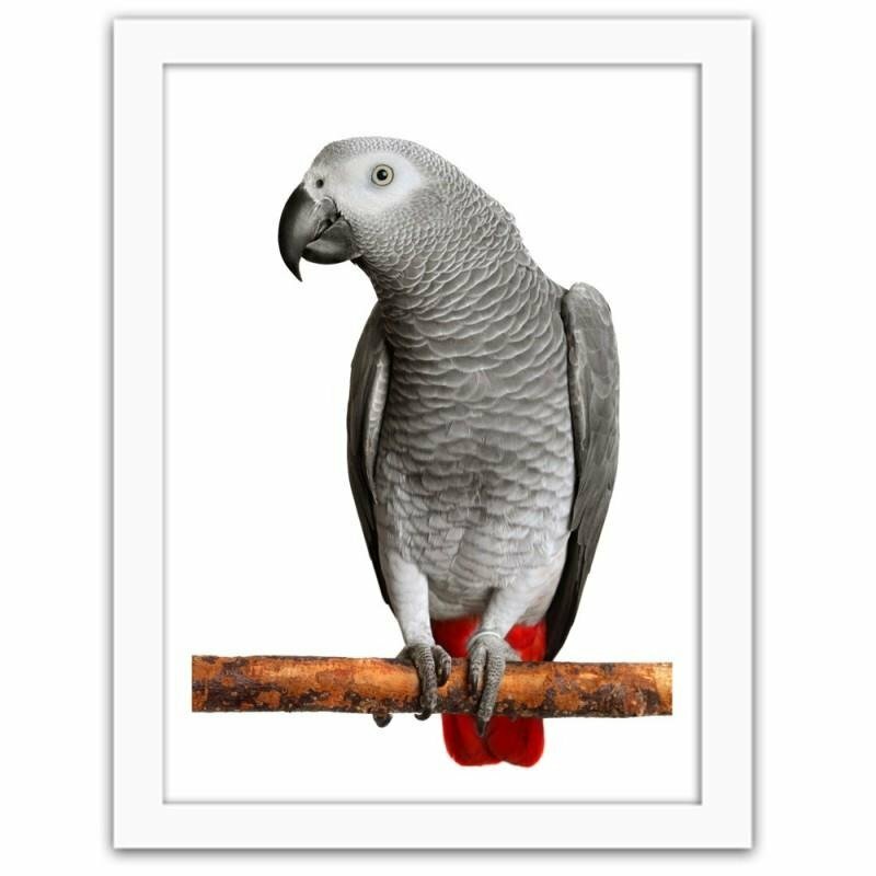 Gerahmtes Poster A Jacoon Parrot