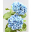 Hortensia double bleu 91 cm-509150671