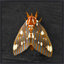 Regal Moth 2 Framed