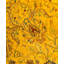 Tapis jaune contemporain en laine noué à la main Coronel 8 pi 2 po x 8 pi 2 po