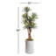 8' Agave Tree in White Weston Planter